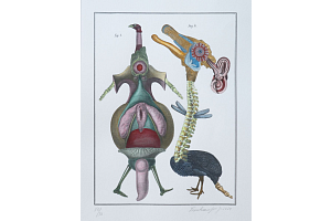 Bažant lysý nabubřelý a bažant s vyhřezlým vnitřním uchem